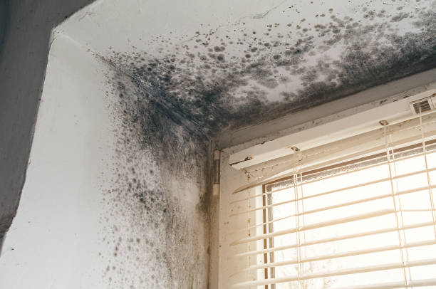 Affordable Hvac And Air Duct Mold Remediation solutions in Trenton, NJ